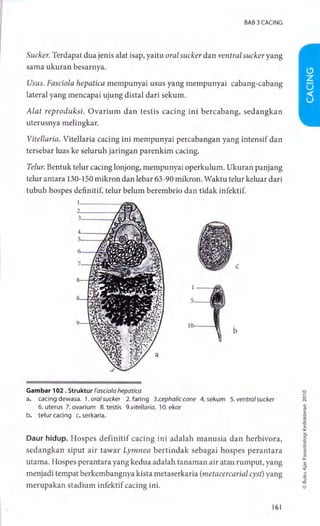Cacing | PDF
