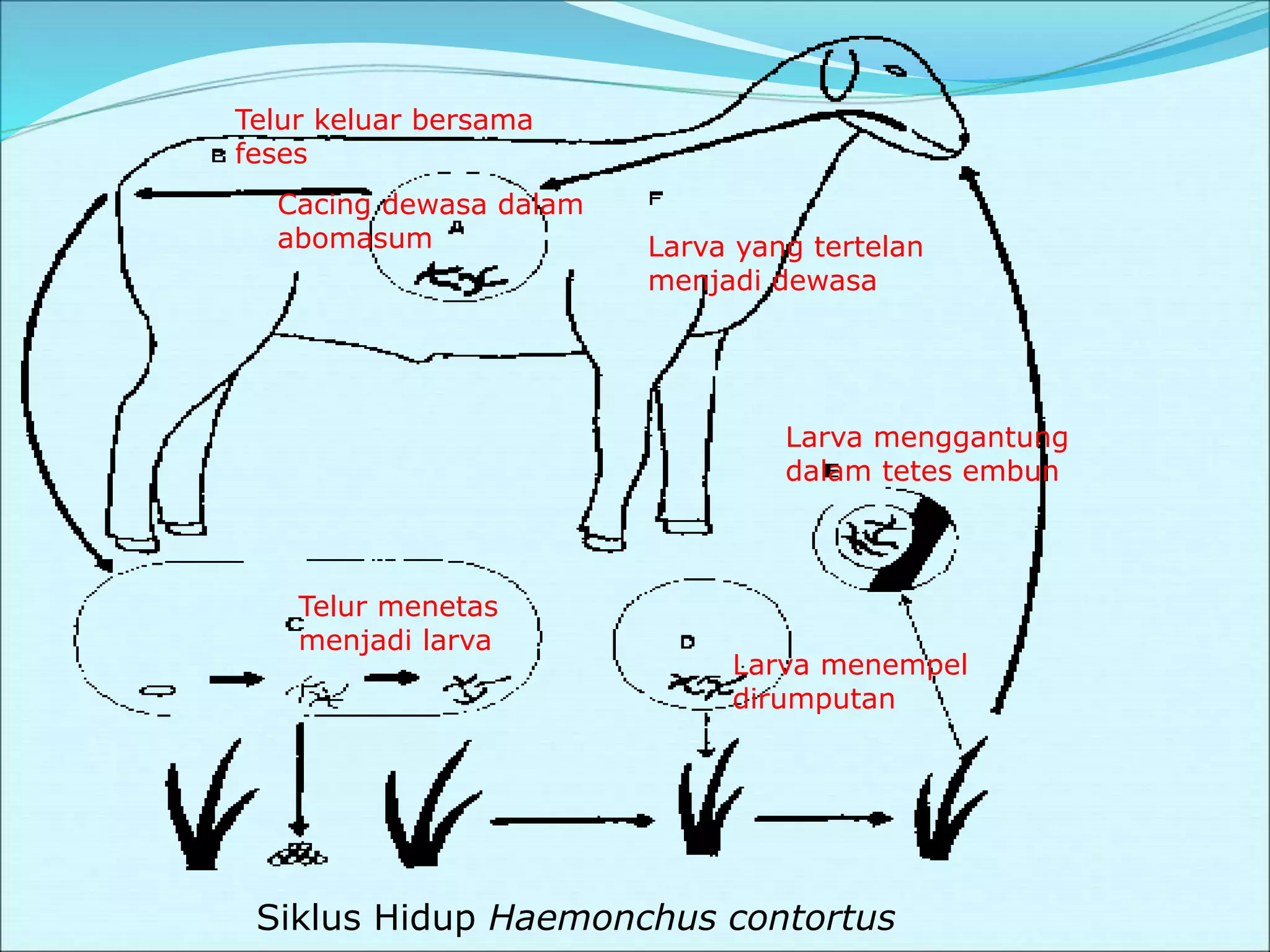 Telur keluar bersama
feses
Cacing dewasa dalam
abomasum
Telur menetas
menjadi larva
Larva menempel
dirumputan
Larva menggantung
dalam tetes embun
Larva yang tertelan
menjadi dewasa
Siklus Hidup Haemonchus contortus
 