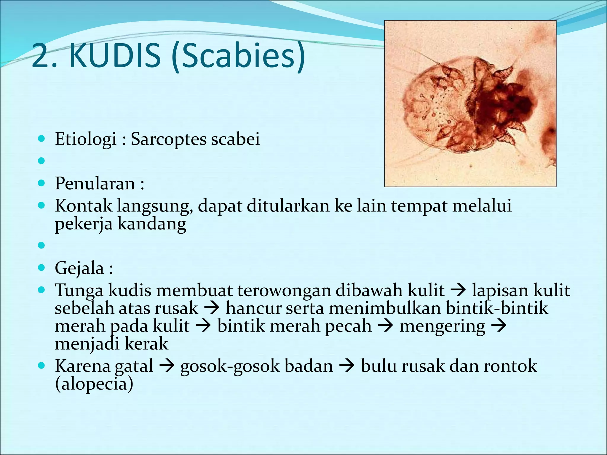 2. KUDIS (Scabies)
 Etiologi : Sarcoptes scabei

 Penularan :
 Kontak langsung, dapat ditularkan ke lain tempat melalui
pekerja kandang

 Gejala :
 Tunga kudis membuat terowongan dibawah kulit  lapisan kulit
sebelah atas rusak  hancur serta menimbulkan bintik-bintik
merah pada kulit  bintik merah pecah  mengering 
menjadi kerak
 Karena gatal  gosok-gosok badan  bulu rusak dan rontok
(alopecia)
 