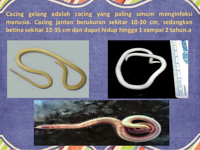  Cacing  Gelang 