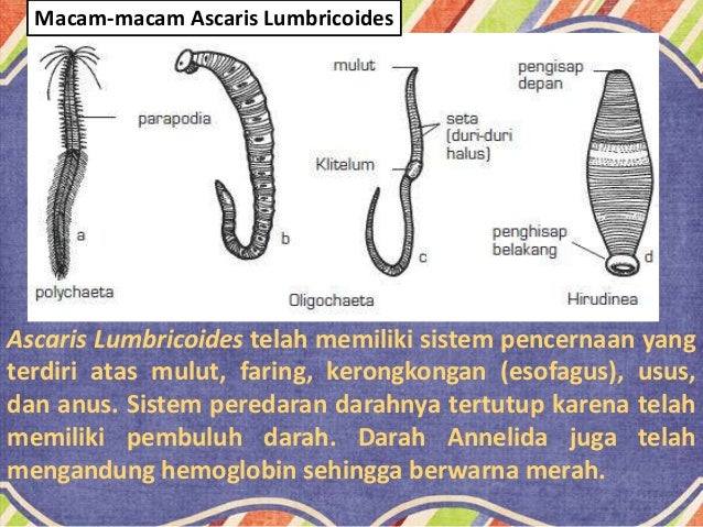 78 Gambar Telur Cacing Gelang Terlihat Keren 78 Gambar Telur Cacing Gelang Terlihat Keren