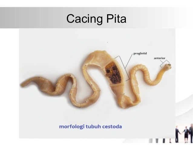  Cacing  pita 