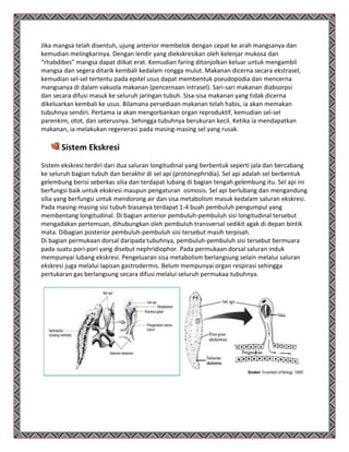 Jika mangsa telah disentuh, ujung anterior membelok dengan cepat ke arah mangsanya dan
kemudian melingkarinya. Dengan lendir yang diekskresikan oleh kelenjar mukosa dan
“rhabdibes” mangsa dapat diikat erat. Kemudian faring ditonjolkan keluar untuk mengambil
mangsa dan segera ditarik kembali kedalam rongga mulut. Makanan dicerna secara ekstrasel,
kemudian sel-sel tertentu pada epitel usus dapat membentuk pseudopodia dan mencerna
mangsanya di dalam vakuola makanan (pencernaan intrasel). Sari-sari makanan diabsorpsi
dan secara difusi masuk ke seluruh jaringan tubuh. Sisa-sisa makanan yang tidak dicerna
dikeluarkan kembali ke usus. Bilamana persediaan makanan telah habis, ia akan memakan
tubuhnya sendiri. Pertama ia akan mengorbankan organ reproduktif, kemudian sel-sel
parenkim, otot, dan seterusnya. Sehingga tubuhnya berukuran kecil. Ketika ia mendapatkan
makanan, ia melakukan regenerasi pada masing-masing sel yang rusak.
Sistem Ekskresi
Sistem ekskresi terdiri dari dua saluran longitudinal yang berbentuk seperti jala dan bercabang
ke seluruh bagian tubuh dan berakhir di sel api (protonephridia). Sel api adalah sel berbentuk
gelembung berisi seberkas silia dan terdapat lubang di bagian tengah gelembung itu. Sel api ini
berfungsi baik untuk ekskresi maupun pengaturan osmosis. Sel api berlubang dan mengandung
silia yang berfungsi untuk mendorong air dan sisa metabolism masuk kedalam saluran ekskresi.
Pada masing-masing sisi tubuh biasanya terdapat 1-4 buah pembuluh pengumpul yang
membentang longitudinal. Di bagian anterior pembuluh-pembuluh sisi longitudinal tersebut
mengadakan pertemuan, dihubungkan oleh pembuluh transversal sedikit agak di depan bintik
mata. Dibagian posterior pembuluh-pembuluh sisi tersebut masih terpisah.
Di bagian permukaan dorsal daripada tubuhnya, pembuluh-pembuluh sisi tersebut bermuara
pada suatu pori-pori yang disebut nephridiophor. Pada permukaan dorsal saluran induk
mempunyai lubang ekskresi. Pengeluaran sisa metabolism berlangsung selain melalui saluran
ekskresi juga melalui lapisan gastrodermis. Belum mempunyai organ respirasi sehingga
pertukaran gas berlangsung secara difusi melalui seluruh permukaa tubuhnya.
 