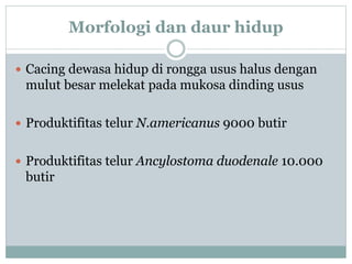 Cacing tambang.pptx