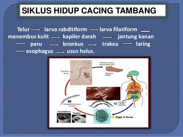 87+ Gambar Siklus Cacing Tambang Paling Keren 87+ Gambar Siklus Cacing Tambang Paling Keren