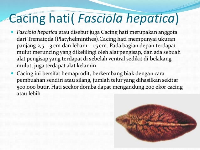 100 Gambar Telur Cacing Fasciola Hepatica Paling Keren 100 Gambar Telur Cacing Fasciola Hepatica Paling Keren