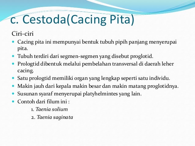  Cacing  vermes  biologi