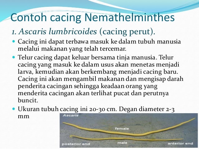 Cacing(vermes) biologi