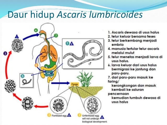 100 Gambar Siklus Cacing Hati Paling Hist 100 Gambar Siklus Cacing Hati Paling Hist