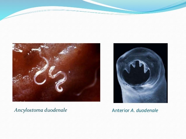 Cacing(vermes) biologi