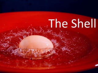 The Shell