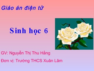 Giáo án điện tử Sinh học 6 GV: Nguyễn Thị Thu Hằng  Đơn vị: Trường THCS Xuân Lâm 