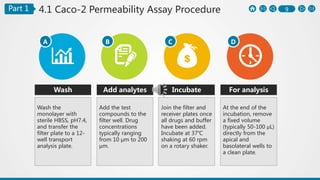 9Part 1 4.1 Caco-2 Permeability Assay Procedure
A B C D
Wash
Wash the
monolayer with
sterile HBSS, pH7.4,
and transfer the
filter plate to a 12-
well transport
analysis plate.
Add analytes
Add the test
compounds to the
filter well. Drug
concentrations
typically ranging
from 10 μm to 200
μm.
Incubate
Join the filter and
receiver plates once
all drugs and buffer
have been added.
Incubate at 37℃
shaking at 60 rpm
on a rotary shaker.
For analysis
At the end of the
incubation, remove
a fixed volume
(typically 50-100 μL)
directly from the
apical and
basolateral wells to
a clean plate.
 