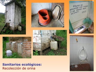 Sanitarios ecológicos:
Recolección de orina
 