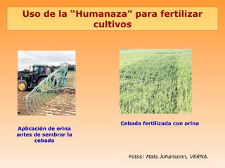 Uso de la “Humanaza” para fertilizar
              cultivos




                      Cebada fertilizada con orina
Aplicación de orina
antes de sembrar la
      cebada


                        Fotos: Mats Johansonn, VERNA.
 