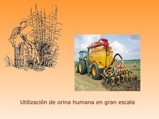 Utilización de orina humana en gran escala
 