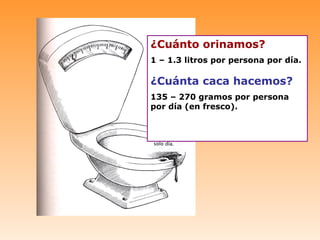 ¿Cuánto orinamos?
1 – 1.3 litros por persona por día.

¿Cuánta caca hacemos?
135 – 270 gramos por persona
por día (en fresco).
 