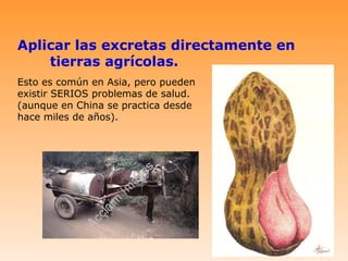 Aplicar las excretas directamente en
    tierras agrícolas.
Esto es común en Asia, pero pueden
existir SERIOS problemas de salud.
(aunque en China se practica desde
hace miles de años).
 