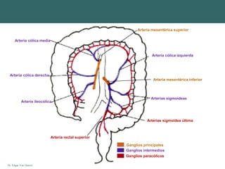 Dr. Edgar Yan Quiroz
Arteria ileocólica
Arteria cólica derecha
Arteria cólica media
Arteria cólica izquierda
Arterias sigmoideas
Arteria mesentérica superior
Arteria mesentérica inferior
Arterias sigmoidea última
Arteria rectal superior
Ganglios paracólicos
Ganglios intermedios
Ganglios principales
 