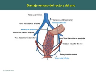 Dr. Edgar Yan Quiroz
Vena cava inferior
Vena iliaca común derecha
Vena iliaca interna derecha
Vena iliaca externa derecha
Vena mesentérica inferior
Vena rectal superior
Vena rectal media
Músculo elevador del ano
Vena pudenda interna
Vena rectal inferior
Drenaje venoso del recto y del ano
Vena iliaca interna izquierda
 