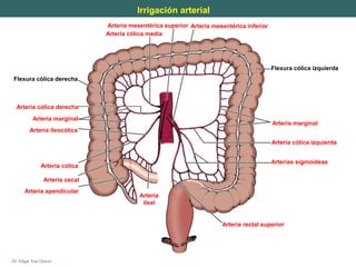 Dr. Edgar Yan Quiroz
Irrigación arterial
Arteria cólica media
Arteria cólica izquierda
Arteria marginal
Arterias sigmoideas
Flexura cólica izquierda
Arteria ileocólica
Arteria cólica derecha
Flexura cólica derecha
Arteria cólica
Arteria cecal
Arteria apendicular
Arteria marginal
Arteria mesentérica superior Arteria mesentérica inferior
Arteria rectal superior
Arteria
ileal
 