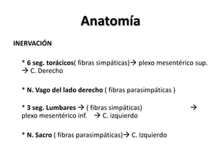 Anatomía
INERVACIÓN

  * 6 seg. torácicos( fibras simpáticas) plexo mesentérico sup.
   C. Derecho

  * N. Vago del lado derecho ( fibras parasimpáticas )

  * 3 seg. Lumbares  ( fibras simpáticas)                
  plexo mesentérico inf.  C. izquierdo

  * N. Sacro ( fibras parasimpáticas) C. Izquierdo
 
