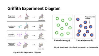 Pneumococcus Transformation STUDIES ON THE CHEMICAL NATURE OF THE SUBSTANCE INDUCING TRANSFORMATION ...
