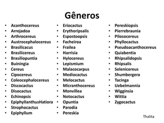 Gêneros
• Acanthocereus
• Arrojadoa
• Arthrocereus
• Austrocephalocereus
• Brasilicacus
• Brasilicereus
• Brasiliopuntia
• Buiningia
• Cereus
• Cipocereus
• Coleocephalocereus
• Discocactus
• Disocactus
• Echinopsis
• EpiphyllanthusHatiora
• Strophocactus
• Epiphyllum
• Eriocactus
• Erythoripsalis
• Espostoopsis
• Facheiroa
• Frailea
• Harrisia
• Hylocereus
• Lepismium
• Malacocarpus
• Mediocactus
• Melocactus
• Micranthocereus
• Monvillea
• Notocactus
• Opuntia
• Parodia
• Pereskia
• Pereskiopsis
• Pierrebraunia
• Pilosocereus
• Phyllocactus
• Pseudoacanthocereus
• Quiabentia
• Rhipsalidopsis
• Rhipsalis
• Selenicereus
• Shumbergera
• Tacinga
• Uebelmannia
• Wigginsia
• Wittia
• Zygocactus
Thalita
 
