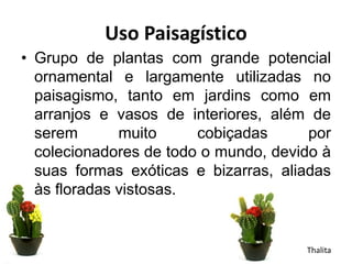 Uso Paisagístico
• Grupo de plantas com grande potencial
ornamental e largamente utilizadas no
paisagismo, tanto em jardins como em
arranjos e vasos de interiores, além de
serem muito cobiçadas por
colecionadores de todo o mundo, devido à
suas formas exóticas e bizarras, aliadas
às floradas vistosas.
Thalita
 
