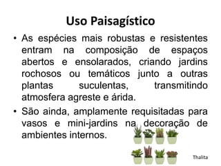 Uso Paisagístico
• As espécies mais robustas e resistentes
entram na composição de espaços
abertos e ensolarados, criando jardins
rochosos ou temáticos junto a outras
plantas suculentas, transmitindo
atmosfera agreste e árida.
• São ainda, amplamente requisitadas para
vasos e mini-jardins na decoração de
ambientes internos.
Thalita
 