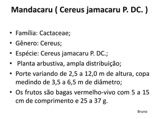 Mandacaru ( Cereus jamacaru P. DC. )
• Família: Cactaceae;
• Gênero: Cereus;
• Espécie: Cereus jamacaru P. DC.;
• Planta arbustiva, ampla distribuição;
• Porte variando de 2,5 a 12,0 m de altura, copa
medindo de 3,5 a 6,5 m de diâmetro;
• Os frutos são bagas vermelho-vivo com 5 a 15
cm de comprimento e 25 a 37 g.
Bruno
 