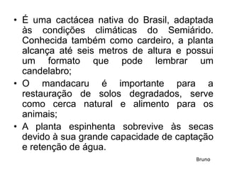 • É uma cactácea nativa do Brasil, adaptada
às condições climáticas do Semiárido.
Conhecida também como cardeiro, a planta
alcança até seis metros de altura e possui
um formato que pode lembrar um
candelabro;
• O mandacaru é importante para a
restauração de solos degradados, serve
como cerca natural e alimento para os
animais;
• A planta espinhenta sobrevive às secas
devido à sua grande capacidade de captação
e retenção de água.
Bruno
 