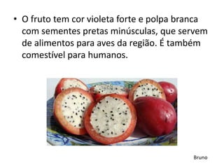 • O fruto tem cor violeta forte e polpa branca
com sementes pretas minúsculas, que servem
de alimentos para aves da região. É também
comestível para humanos.
Bruno
 