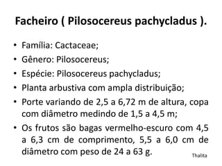 Facheiro ( Pilosocereus pachycladus ).
• Família: Cactaceae;
• Gênero: Pilosocereus;
• Espécie: Pilosocereus pachycladus;
• Planta arbustiva com ampla distribuição;
• Porte variando de 2,5 a 6,72 m de altura, copa
com diâmetro medindo de 1,5 a 4,5 m;
• Os frutos são bagas vermelho-escuro com 4,5
a 6,3 cm de comprimento, 5,5 a 6,0 cm de
diâmetro com peso de 24 a 63 g. Thalita
 