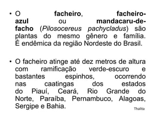 • O facheiro, facheiro-
azul ou mandacaru-de-
facho (Pilosocereus pachycladus) são
plantas do mesmo gênero e família.
É endêmica da região Nordeste do Brasil.
• O facheiro atinge até dez metros de altura
com ramificação verde-escuro e
bastantes espinhos, ocorrendo
nas caatingas dos estados
do Piauí, Ceará, Rio Grande do
Norte, Paraíba, Pernambuco, Alagoas,
Sergipe e Bahia. Thalita
 
