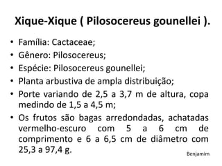 Xique-Xique ( Pilosocereus gounellei ).
• Família: Cactaceae;
• Gênero: Pilosocereus;
• Espécie: Pilosocereus gounellei;
• Planta arbustiva de ampla distribuição;
• Porte variando de 2,5 a 3,7 m de altura, copa
medindo de 1,5 a 4,5 m;
• Os frutos são bagas arredondadas, achatadas
vermelho-escuro com 5 a 6 cm de
comprimento e 6 a 6,5 cm de diâmetro com
25,3 a 97,4 g. Benjamim
 