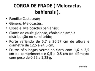COROA DE FRADE ( Melocactus
bahiensis ).
• Família: Cactaceae;
• Gênero: Melocactus;
• Espécie: Melocactus bahiensis;
• Planta de caule globoso, cônico de ampla
distribuição no semi-árido;
• Porte variando de 5,7 a 26,57 cm de altura e
diâmetro de 12,5 a 24,5 cm;
• Frutos são bagas vermelho-claro com 1,6 a 2,5
cm de comprimento e 0,5 a 0,8 cm de diâmetro
com peso de 0,52 a 1,23 g.
Daniella
 