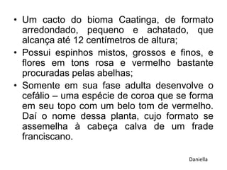 • Um cacto do bioma Caatinga, de formato
arredondado, pequeno e achatado, que
alcança até 12 centímetros de altura;
• Possui espinhos mistos, grossos e finos, e
flores em tons rosa e vermelho bastante
procuradas pelas abelhas;
• Somente em sua fase adulta desenvolve o
cefálio – uma espécie de coroa que se forma
em seu topo com um belo tom de vermelho.
Daí o nome dessa planta, cujo formato se
assemelha à cabeça calva de um frade
franciscano.
Daniella
 