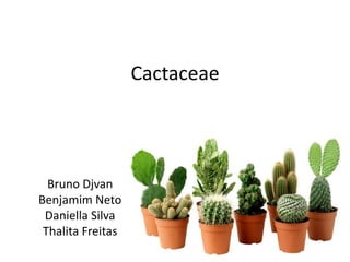 Cactaceae
Bruno Djvan
Benjamim Neto
Daniella Silva
Thalita Freitas
 
