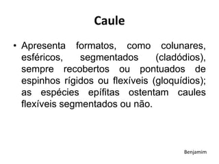 Caule
• Apresenta formatos, como colunares,
esféricos, segmentados (cladódios),
sempre recobertos ou pontuados de
espinhos rígidos ou flexíveis (gloquídios);
as espécies epífitas ostentam caules
flexíveis segmentados ou não.
Benjamim
 