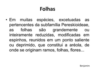 Folhas
• Em muitas espécies, excetuadas as
pertencentes da subfamília Pereskioideae,
as folhas são grandemente ou
inteiramente reduzidas, modificadas em
espinhos, reunidos em um ponto saliente
ou deprimido, que constitui a aréola, de
onde se originam ramos, folhas, flores...
Benjamim
 