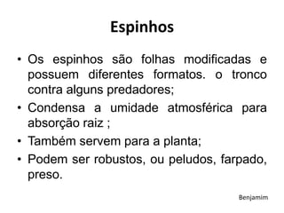 Espinhos
• Os espinhos são folhas modificadas e
possuem diferentes formatos. o tronco
contra alguns predadores;
• Condensa a umidade atmosférica para
absorção raiz ;
• Também servem para a planta;
• Podem ser robustos, ou peludos, farpado,
preso.
Benjamim
 