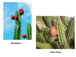Mandacaru
Xique-Xique
 
