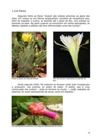 Cactáceas e Suclentas