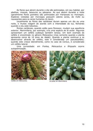 Cactáceas e Suclentas