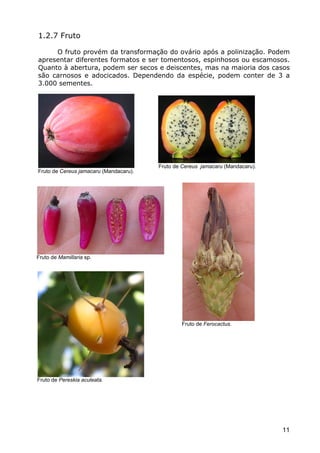 Cactáceas e Suclentas