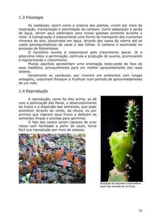 Cactáceas e Suclentas