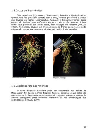 Cactáceas e Suclentas