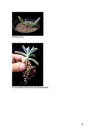 Cactáceas e Suclentas