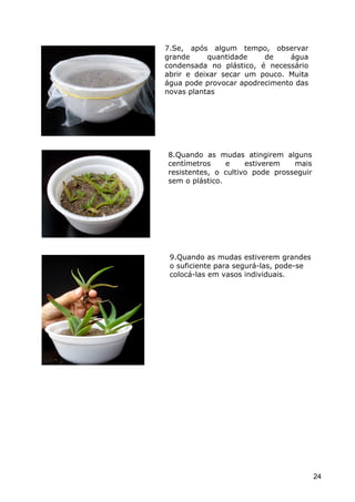 Cactáceas e Suclentas